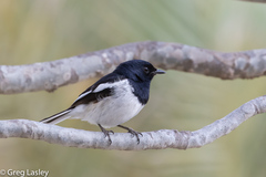 Copsychus albospecularis