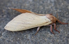 Oxycanus goldfinchi