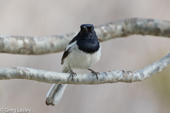 Copsychus albospecularis