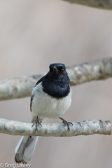 Copsychus albospecularis