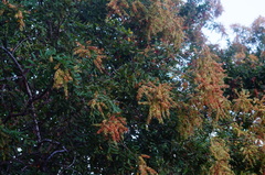 Apoplanesia paniculata