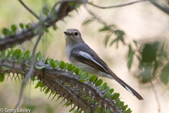 Copsychus albospecularis