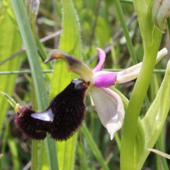 Ophrys bertolonii bertolonii