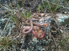 Aprasia parapulchella