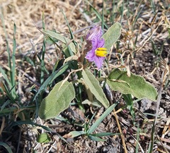 Solanum esuriale