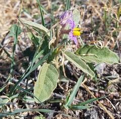 Solanum esuriale