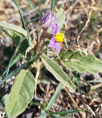 Solanum esuriale