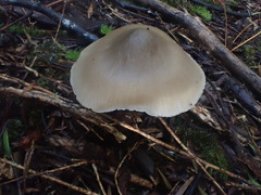 Entoloma baronii