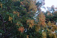 Apoplanesia paniculata