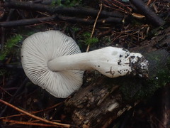 Entoloma baronii