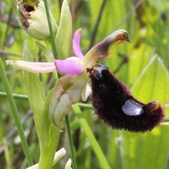 Ophrys bertolonii bertolonii