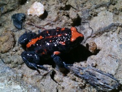 Pseudophryne australis