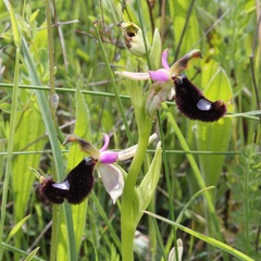 Ophrys bertolonii bertolonii