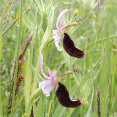 Ophrys bertolonii bertolonii