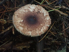 Lepiota haemorrhagica