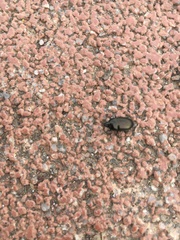 Coleoptera