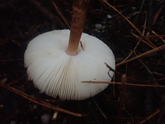 Lepiota haemorrhagica