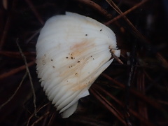 Lepiota haemorrhagica