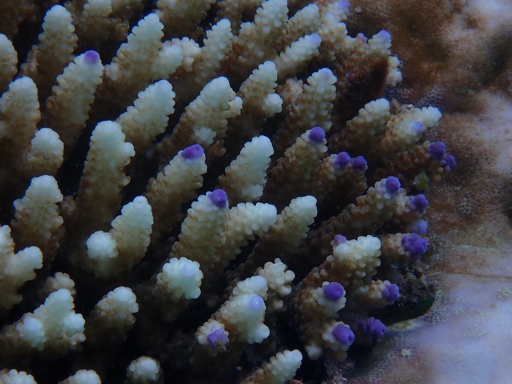 Acropora nasuta