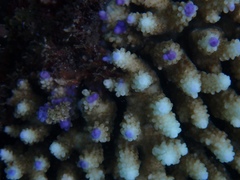 Acropora nasuta