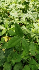 Ostericum