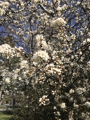 Prunus spinosa