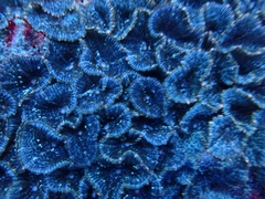 Rhodactis bryoides