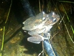Litoria littlejohni