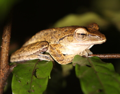 Polypedates iskandari