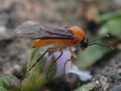 Athalia proxima
