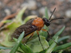 Athalia proxima