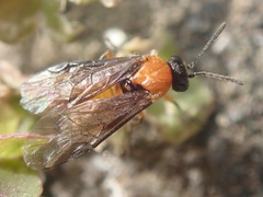 Athalia proxima