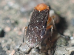 Athalia proxima
