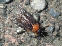 Athalia proxima
