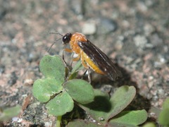 Athalia proxima
