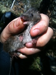 Antechinus mimetes