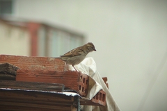 Passer domesticus