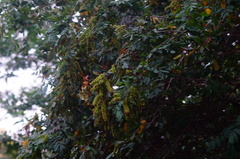 Apoplanesia paniculata