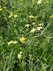 Senecio vernalis