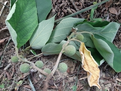 Broussonetia papyrifera