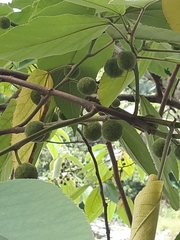 Broussonetia papyrifera