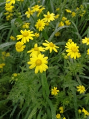 Senecio vernalis