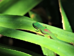 Phelsuma lineata