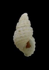 Odostomia