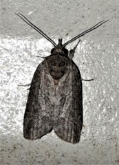 Nycteola polycyma