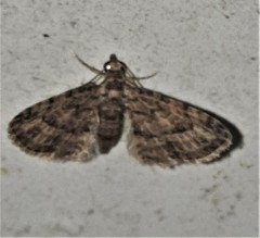 Gymnoscelis acidna