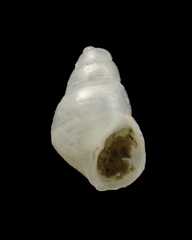 Barleeiidae