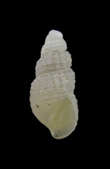 Odostomia