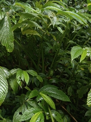 Elatostema lineolatum