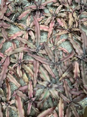 Cryptanthus bivittatus